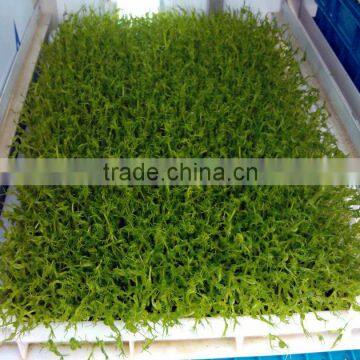 Wheat/grass/bean Growing Machine, Barley Sprout Machine Hydroponics Animal Fodder photo-4