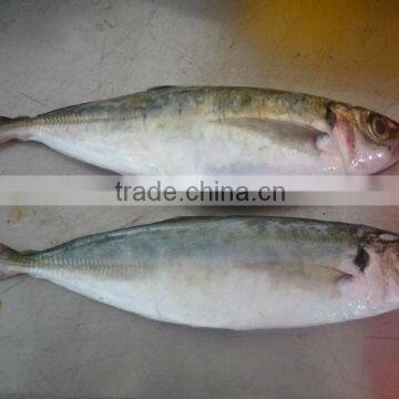 READY STOCK: HIGH QUALITY FROZEN HARD TAIL SCAD, FAIR PRICES