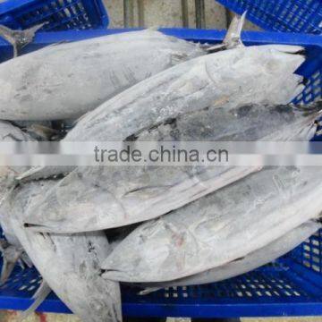Frozen Skipjack tuna