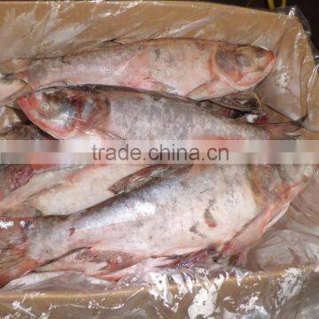 Silver Carp 500-1000g