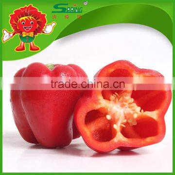 Not Hot Red Pepper Round Sweet Pepper photo-5