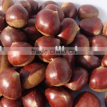 Supply fresh chestnut 2015 crop