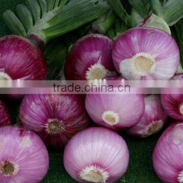 lowest price fresh red onion 10kg Ctn