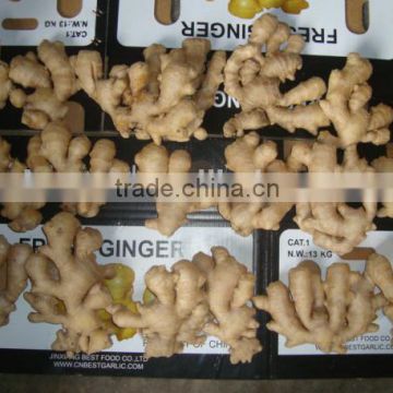 Chinese ginger fresh vegetable importers