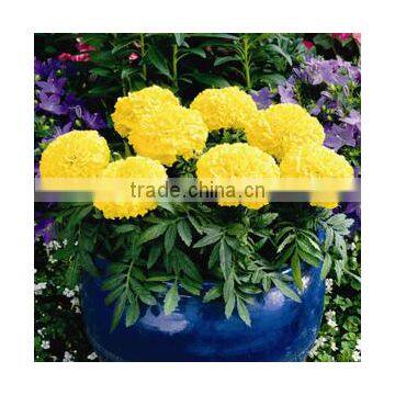 Tagetes erecta yellow (Marigold African Yellow)