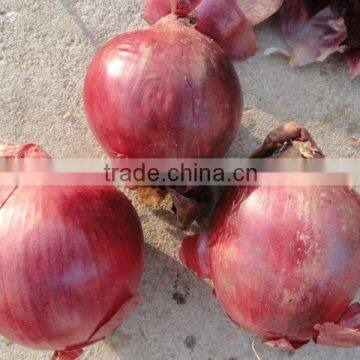 Fresh Onion