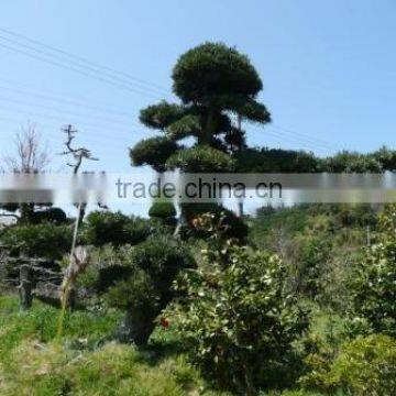 Podocarpus macrophyllus Bonsai tree