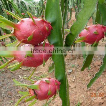 Taiwan fresh red dragon fruit