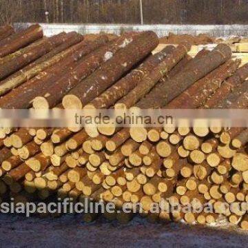 HARDWOOD / LARCH WOOD LOGS TIMBER RUSSIAN ORIGIN photo-2