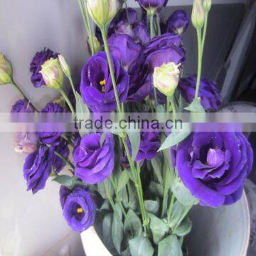 High Quality Fresh Cut Flowers Eustoma From Flower Plating Base photo-4