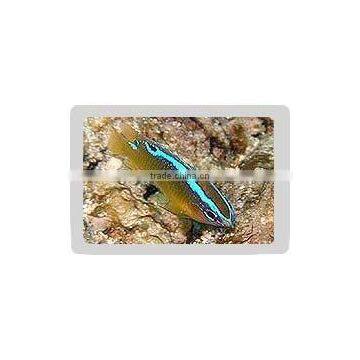 Blue Line Rock Damsel Fish