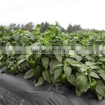 Compound NPK Fertilizer 17-17-17 photo-2