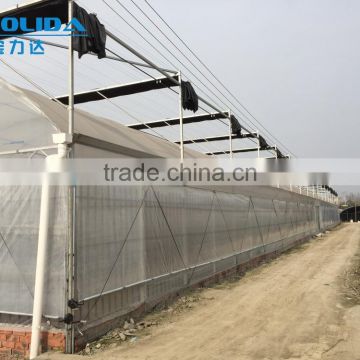 BLD Large Multi-span PE Greenhouse for fruits