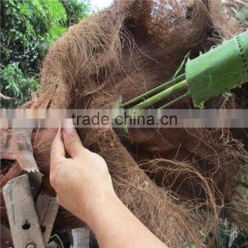 Plastic Artificial King Coconut Tree Green Large Coconut Tree photo-4