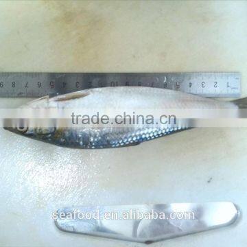 Frozen Sardine (sardinella Longiceps) ,New Arrivals photo-2