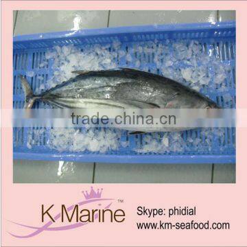 New Manufacturer Frozen Katsuwonus Pelamis lot number#kmw4012