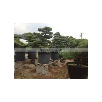 a Heart Feels Relaxed and Professional Garden Decor Japanese BONSAI at Custom Tailoring photo-2