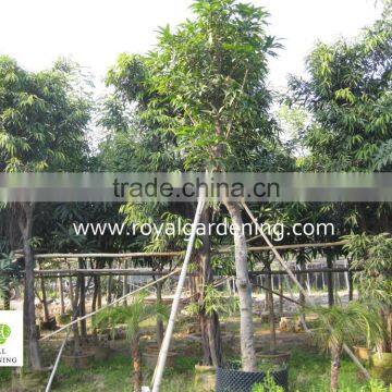 Ficus Longifolia photo-3
