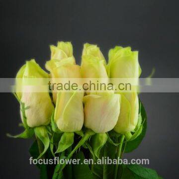 Fresh cut Yellow Rose Vendelas wedding bouquet wholesale romantic Yellow Rose Vendela with attractive flowers for bride