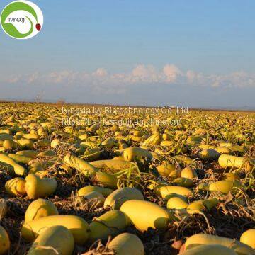 Supply Raw Dried Shine Skin Pumpkin Seed Kernels photo-2