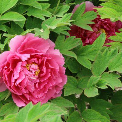 pink peony seedling peony plant