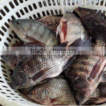 Best Quality Frozen Tilapia Whole Round Wholesale Price 500-800g Fresh Fish