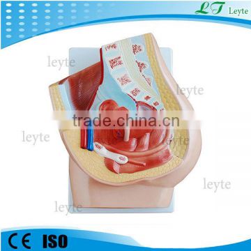 XC-332B-1 2 parts Human female pelvis anatomic model