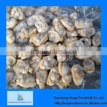 high quality frozen short necked clam