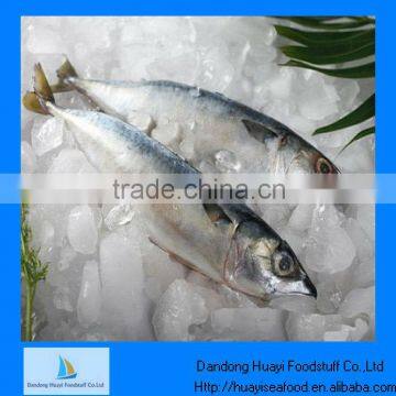 New landing frozen mackerel fish for sale