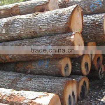 White Birch Logs, Baltic Birch Logs, Latvia Birch Logs for Sale photo-2