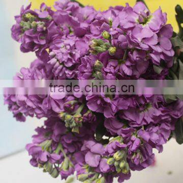 hight quality cut fresh violet flowers wholesale