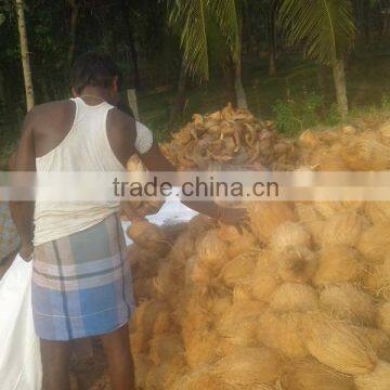 100% Natural Young Coconuts photo-5