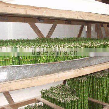Indoor Plants 50cm Straight Lucky Bamboo Decorative Plant photo-3