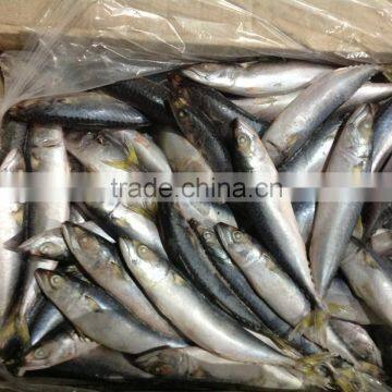 Top Selling 8-10pcs/kg Pacific Mackerel for Market photo-2