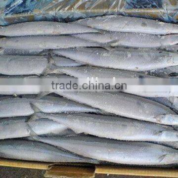 frozen pacific saury seafood for sale