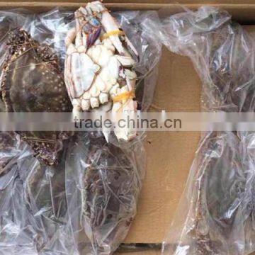 Frozen Whole Blue Swimming Crab for Sale photo-3