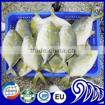 New Offer Frozen Whole Round Golden/silvery Pompano/pomfret From China