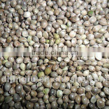 hemp seed 2011 crop