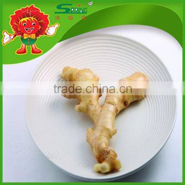 mature ginger golden ginger price 2016 spicy mature ginger