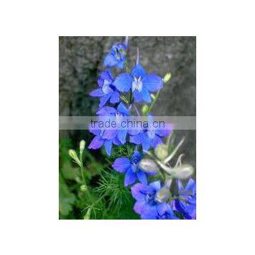 Delphinium denudatum