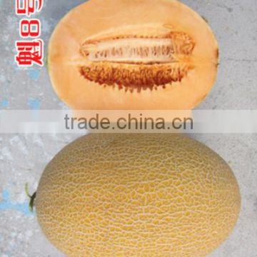 Hybrid Cantaloupe seeds Muskmelon seeds Hami melon seeds for growing-Kui No.8