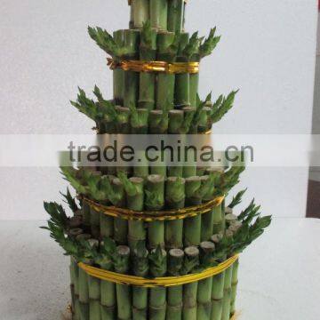 Tower Shape Dracaena Sanderiana Sander photo-3