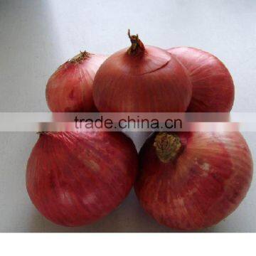 Chinese Fresh Onion & Shallot