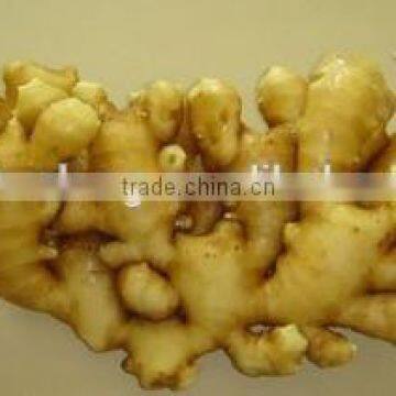 for Bangladesh/Bahrain Pack in Carton Ginger Buyers