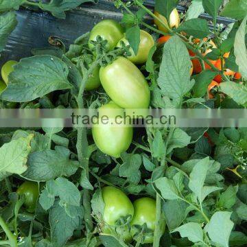 Marina F1 (Pelleted) Hybrid Tomato Seeds