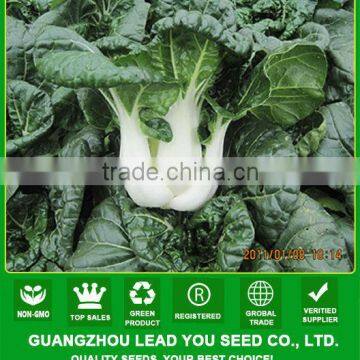 CC01 Alison early maturity short chinese cabbage seeds, quality vegetable seeds export