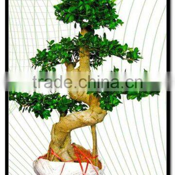 Ficus Bonsai Nursery