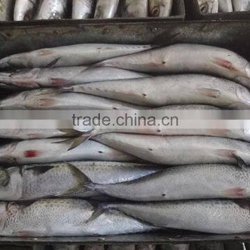 frozen pacific mackerel new fish