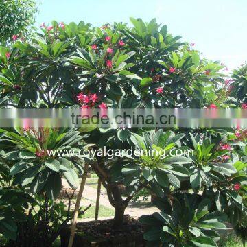 plumeria rubra trees