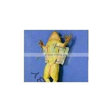 Entomology 2inch Lab Dissecting T Pins photo-3